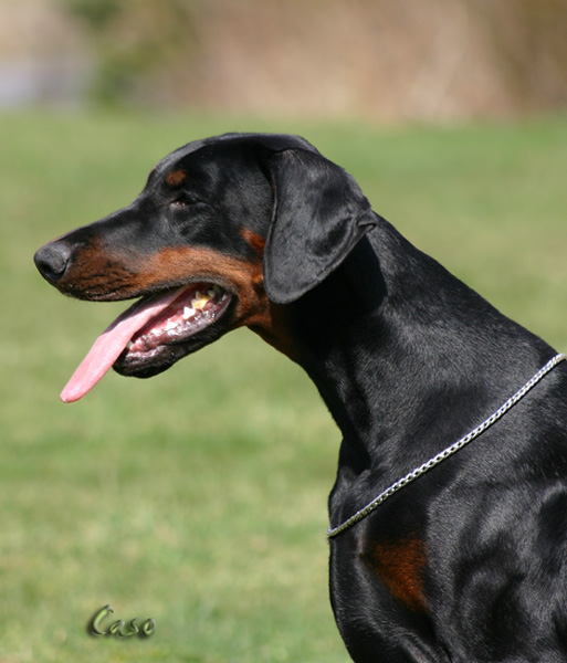 bonieIMG_1652.JPG_kopie