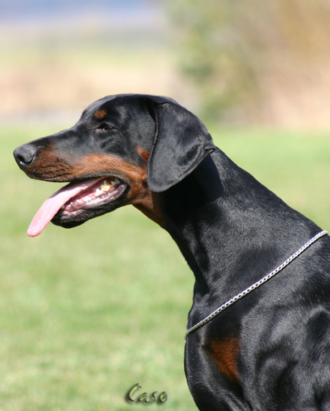 bonieIMG_1654.JPG_kopie